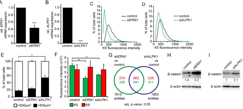 Figure 3: siRNA knockdown of ERN1 and ALPK1 enriches for a luminal cell type. A, B. qPCR data of ERN1 mRNA (A) and ALPK1 mRNA (B) expression in MDA-MB-468 cells transfected with siRNA targeting either ERN1 or ALPK1 mRNA or GFP (control) (n=3)