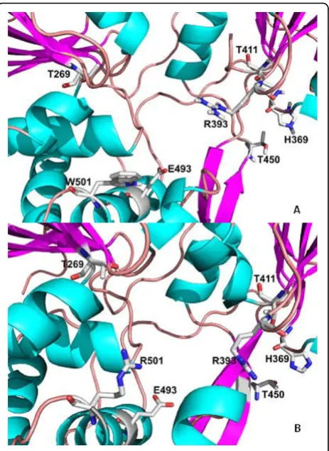 Figure 3 (A) Key residues in contact with an oligonucleotidebound to the helicase template (PDB 1A1V; Kim et al., 1998)[18]; (B) Substitution of tryptophan for arginine at position 501of NS3, present in patient RF020.