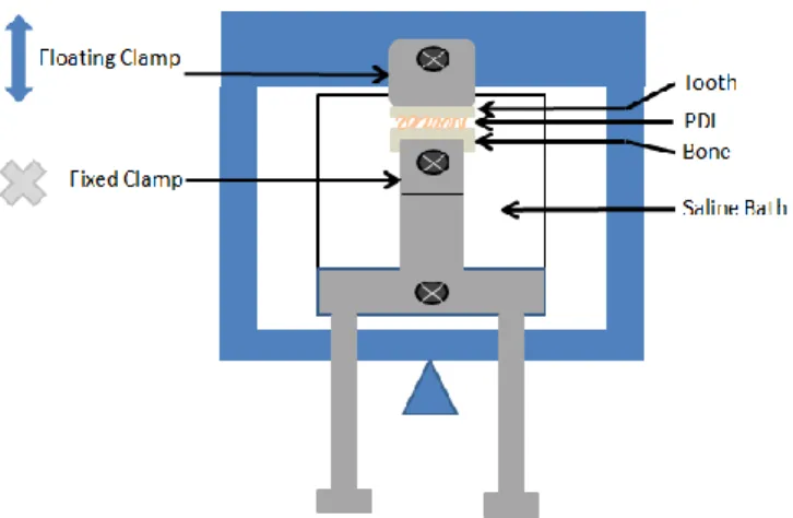 Figure 3. DMA schematic shows the floating clamp (blue) and the fixed clamp (gray) which is  attached to the saline bath