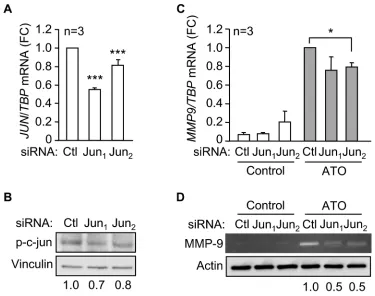 Figure 6: c-jun mediates the induction of MMP-9 by ATO. 15 x 106 MEC-1 cellswere nucleofected with two c-jun siRNAs (Jun1, Jun2) or a control siRNA (Ctl) for 16 h