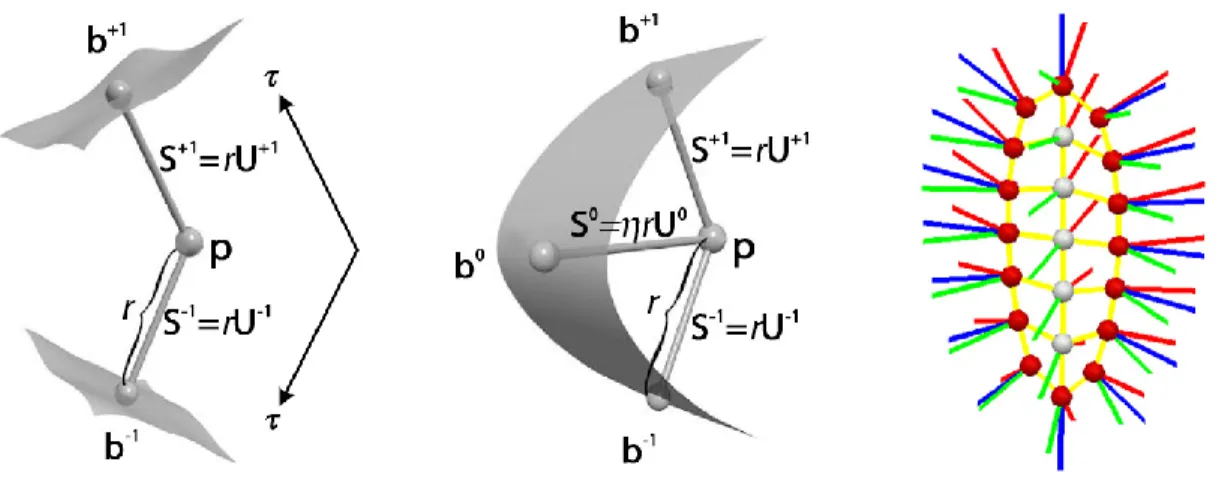 Figure 2.1: From left to right: an internal atom of two spokes S +1 and S −1 , with τ to parameterize the object interior along the spokes; an end atom with an extra bisector spoke S 0 and parameter η that controls the shape of the boundary crest region; a