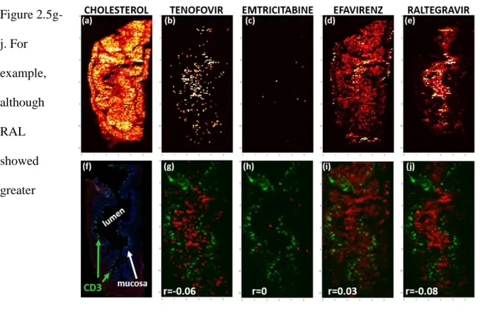 Figure 2.5 showcases representative images of differential ARV distribution from a  single NHP tissue slice