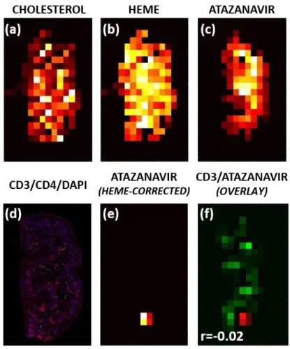 Figure 2.6: ARV Localization in Humanized Mouse  Tissues Representative images from a single humanized  mouse rectum