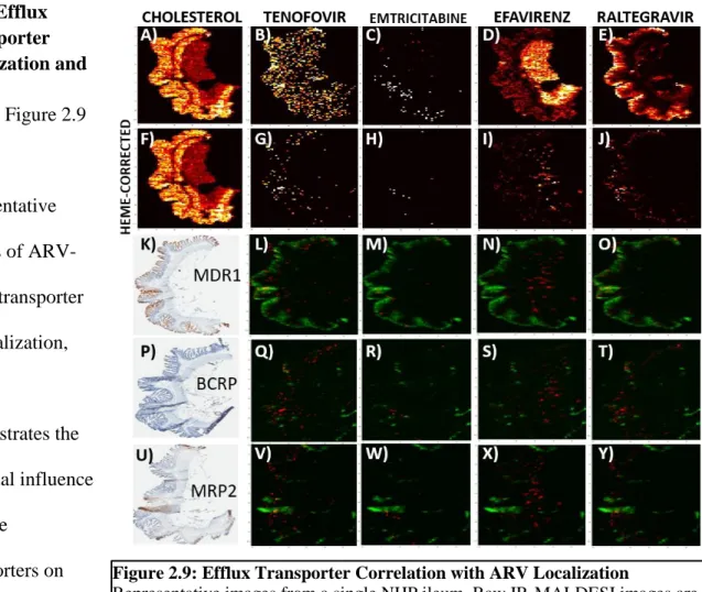 Figure 2.9: Efflux Transporter Correlation with ARV Localization 