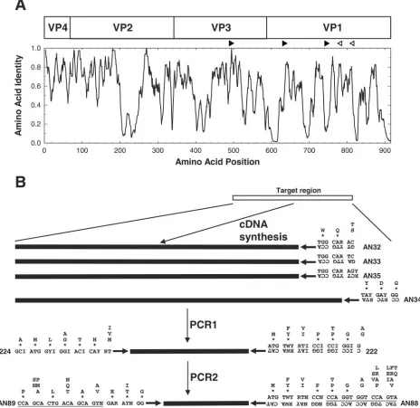 FIG. 1. Schematic representation of the locations of the primers used in the CODEHOP VP1 RT-snPCR