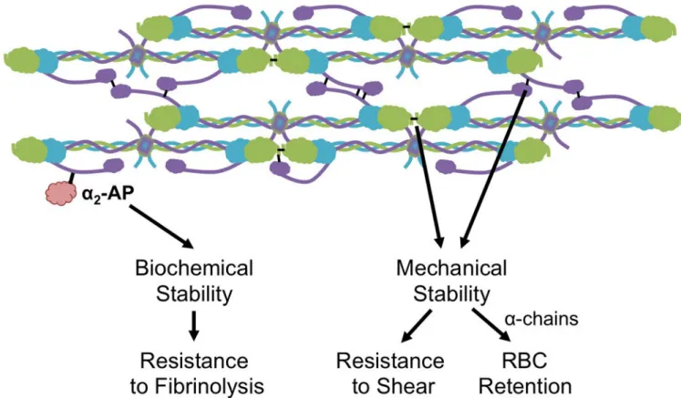 Figure 2. Contributions of FXIIIa to clot biochemical and mechanical stability