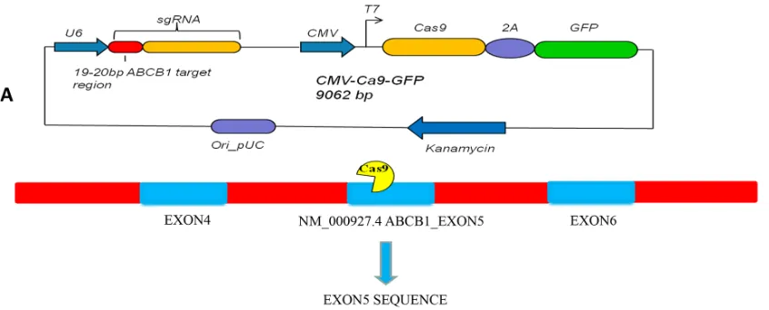 Figure 3: A.fifth exon within the  Schematic of U6 ABCB1 sgRNA-CMV Cas9-GFP expression cassette in the single plasmid system