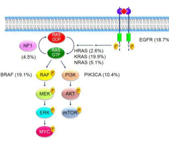 Figure 3. Mutational activation of the RAS signaling network in cancer