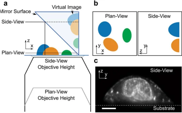 Figure 1.  PRISM image formation. (a) A cartoon of the PRISM imaging system showing the mirrored surface  of the 45-degree reflecting optic, objective, and cells (blue, orange, and green)