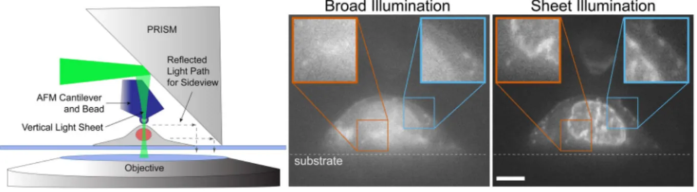 Figure 2.  VLS enhanced PRISM imaging with AFM access. Left is a cartoon depiction of the experimental set  up