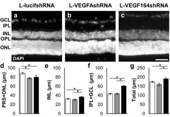 Figure 3. (a–c) Representative micrographs of cryosections stained with DAPI nuclear stain
