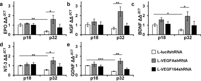 Figure 8.  Knockdown of VEGFA in rat Müller cells in-vitro increases expression of neurotrophic factors and  activates survival signaling