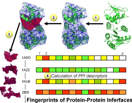 Figure 2.2: Workflow to derive PPI fingerprints: (1) Tessellate a protein complex (PDB code 1A0O in this example); (2) Identify interfacial quadruplets; (3) Extract interfacial quadruplets;