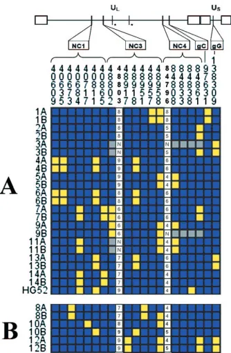 FIG. 3. Individual genotypes at each polymorphism. The consensus alleles (blue) and minor alleles (yellow) determined by the populationstudied are listed for each individual at each locus where a sequence polymorphism was observed by DNA sequence analysis