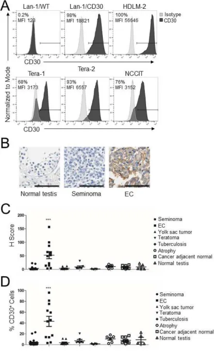 Figure 2.1: CD30 is expressed by EC cell lines and primary ECs. (A) CD30 expression was detected  on EC tumor cell lines Tera-1, Tera-2 and NCCIT by flow cytometry using the anti-human CD30 mAb  (Clone Ber-H3)