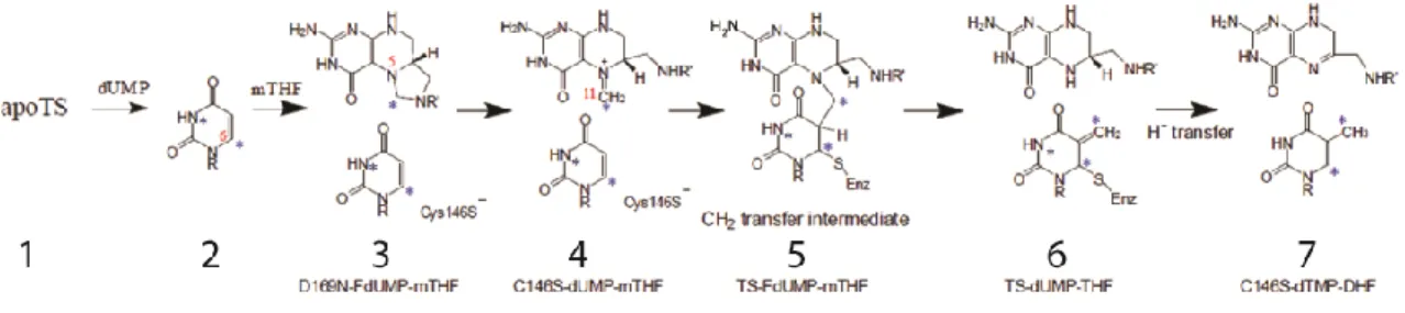 Figure 3. Breakdown of thymidylate synthase catalysis into seven trappable intermediates.