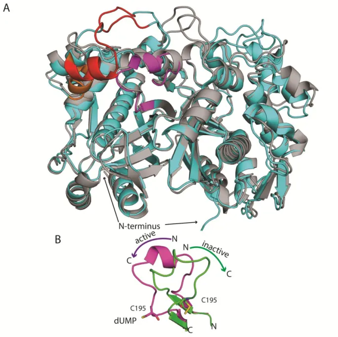 Figure 5. Structure of human thymidylate synthase. A) Comparison of E. coli (gray) and human (cyan) TS