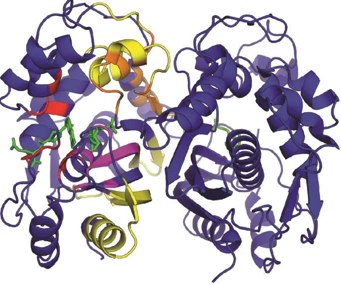 Figure 6. Regions in human TS involved in binding. Dimeric hTS is shown in blue. Residues involved in mRNA  binding are shown in yellow, dUMP binding are shown in purple, cofactor binding are shown in red, and LR peptide  binding are shown in orange.