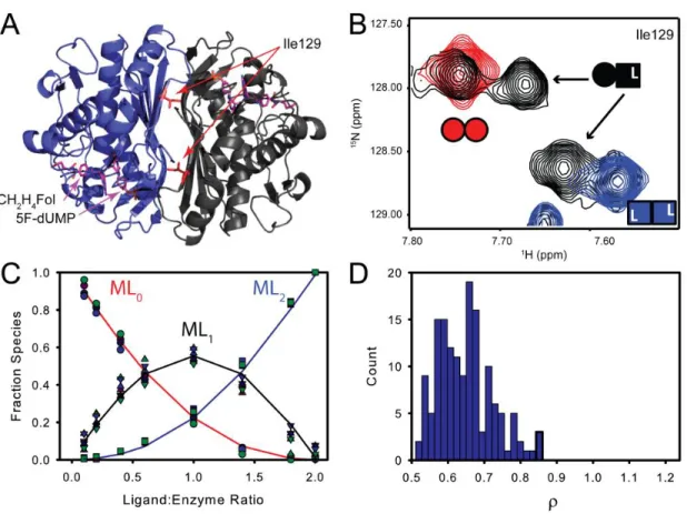 Figure 14 Both TS active sites have similar affinity for the 5F-dUMP-CH2H4Fol “di-ligand”
