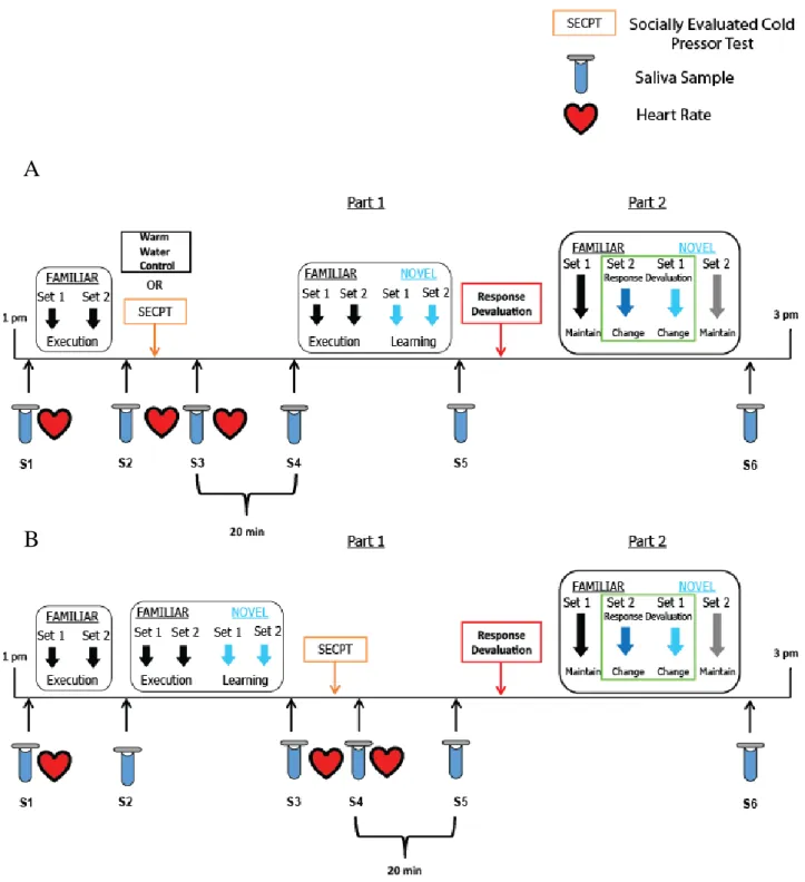 Figure 2.1. Schematic of Test session (session 1) protocol. (A) Top panel depicts the timing of  the socially evaluated cold pressor test (SECPT) or warm water control condition, heart rate, and 