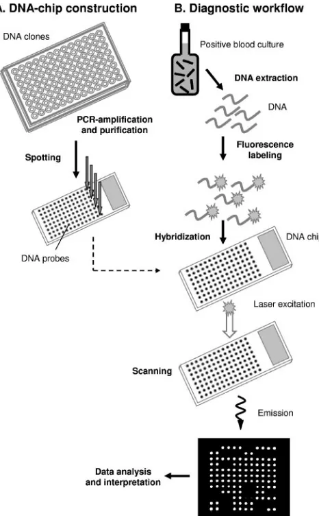 FIG. 1. Workﬂow for hybridization assay used with the prototypemicroarray. (A) For DNA-chip construction, capture probes were pro-