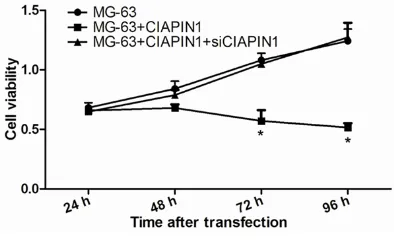 Figure 1. The expression of CIAPIN1 at mRNA and protein levels was respectively determined by qRT-PCR (A) and western blot analysis (B)