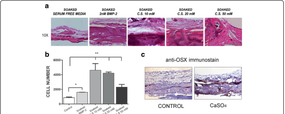 Fig. 3 CaSOinto the cell-free implanted scaffold. Representative images of the control group (soaked in serum-free media), 2 nM BMP-2, CaSO4 increases bone regeneration in vivo by recruiting the host’s cells into the bone defect
