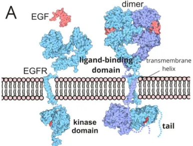 Figure 1. Overview of EGFR biology. (A) Structure of EGFR in its unbound,  inactive state and its ligand-bound, dimerized active state
