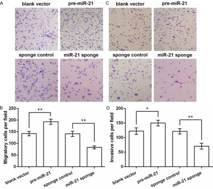 Figure 2. miR-21 promotes HeLa cell migration and invasion. HeLa cells are transfected with the vector expressing miR-21 precursor (pre-miR-21), the vector expressing miR-21 sponge (miR-21 sponge), and the corresponding blank vectors (blank vector, sponge 