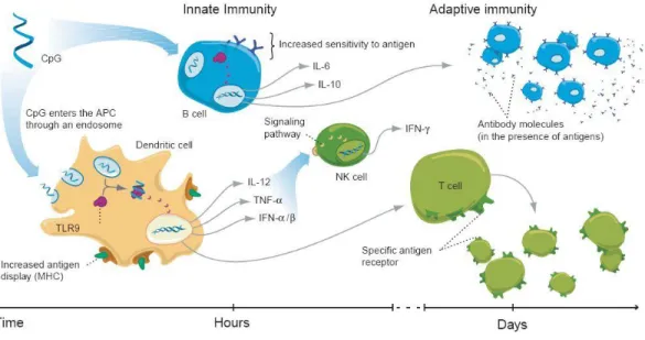 Figure 1.1.  The cellular mechanisms of immune activation by CpG ODN.  Image from Krieg, A.M