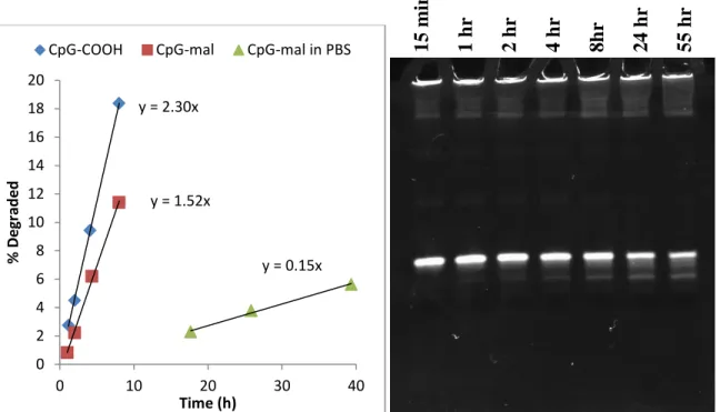 Figure 3.1.  In vitro plasma stability of PO [ 3 H]-CpG.   The difference in rate of degradation in plasma versus  PBS buffer indicates enzymatic degradation