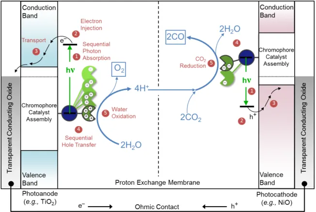 Figure  1.2.  Schematic  of  a  DSPEC  for  water  oxidation  and  CO 2   reduction.  (Figure  credit  John M