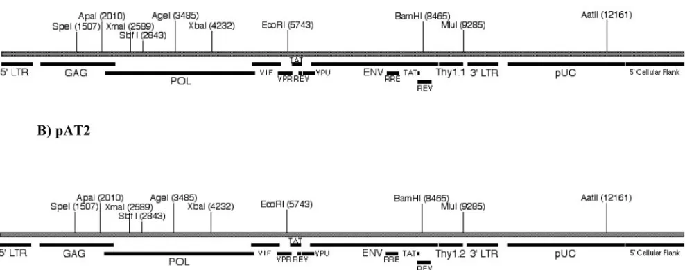 FIG. 1. Maps of pAT1 (A) and pAT2 (B). The open reading frame locations for gagsequence is also marked by a black bar