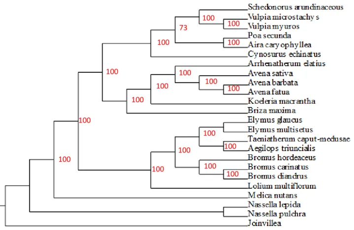 Figure 2.2. Phylogeny used in the phylogenetic analyses. Node labels indicate bootstrap support