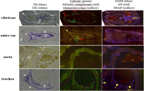 Figure 1: Variable ectopic mineralization patterns in dermal sheath of vibrissae, outer ear, aorta, and trachea of asj-2J mice