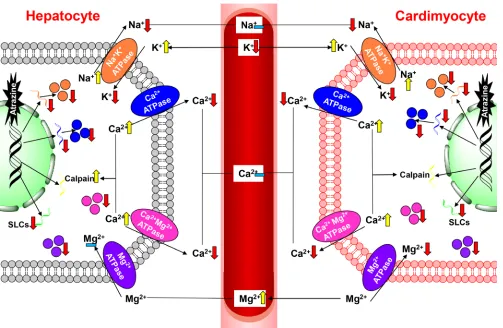 Figure 6: The pathway of atrazine induced ionic disorder in the heart, liver and serum.