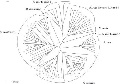 FIG. 2. Neighbor-joining reconstruction of relationships between 105 of the 121 isolates examined in this study