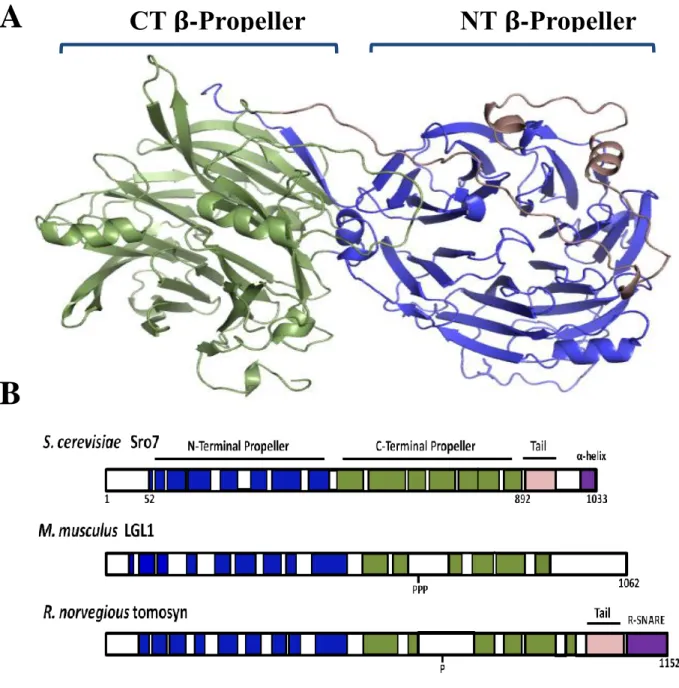 Figure 1.2 – Structural conservation within the lethal giant larvae family. 