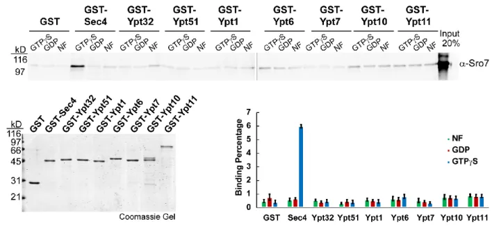 Figure 2.1 - The interaction between Sro7 and the yeast Rab GTPase Sec4 is specific and  GTP-dependent