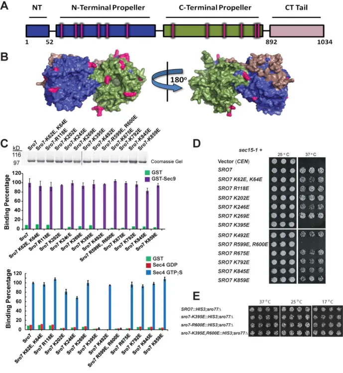 Figure 2.2 - Biochemical screen identifies two Sro7 mutants deficient in binding to Sec4- Sec4-GTP