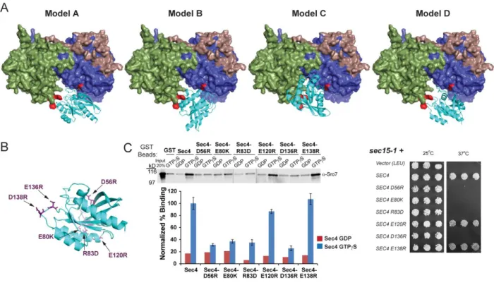 Figure  2.4  -  Novel  mutations  in  Sec4  were  designed  to  discriminate  between  predicted  in  silico docking models