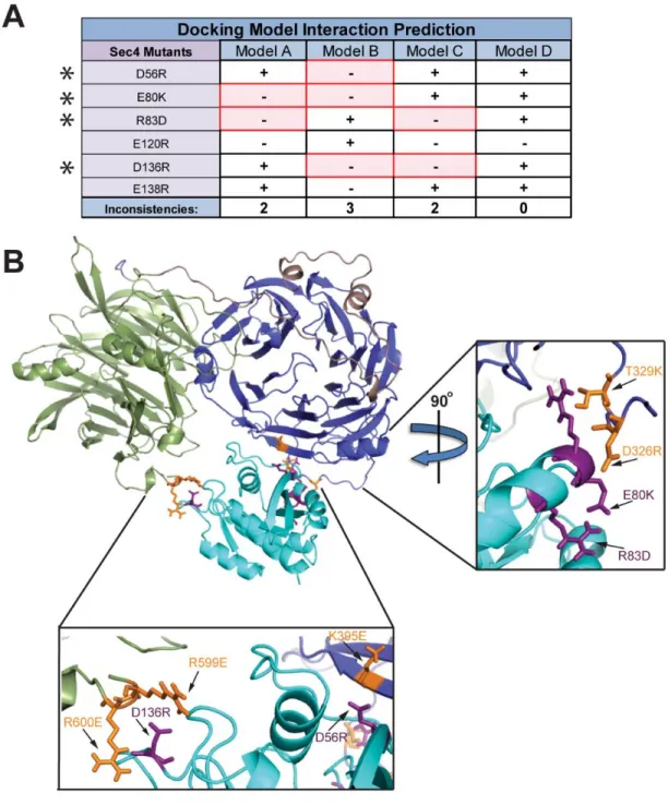 Figure 2.5 - Mutations in Sec4 predict a precise model for the docking of Sec4 onto the  binding cleft of Sro7