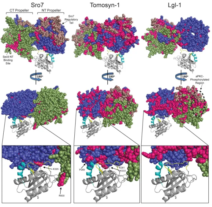Figure 2.7 - Conservation of the Sro7-Sec4 binding interface within the Lgl family of  proteins