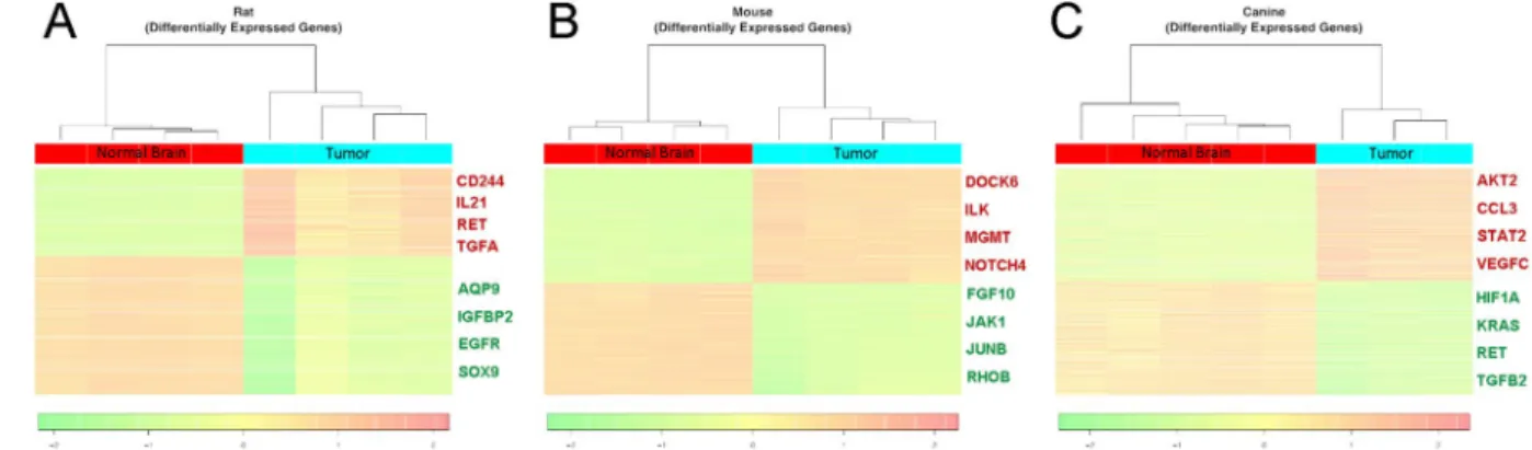 Figure 1.  Differential gene expression in PDGFRA-overexpressing rat, mouse, and canine in situ-formed  gliomas
