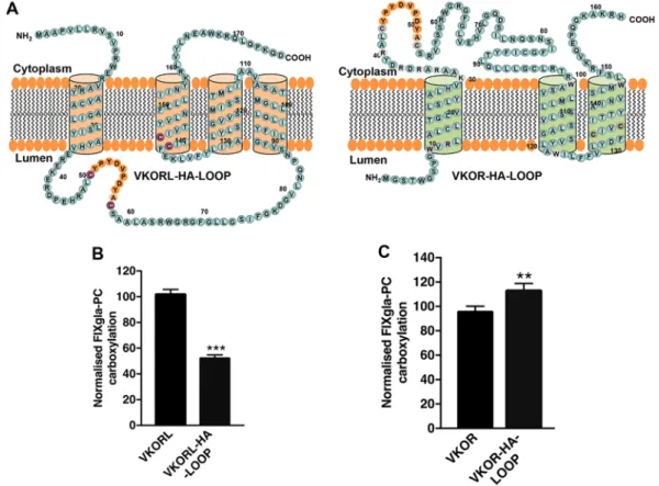 Figure 3.  Exchanging the loop region between two conserved cysteines for an HA tag reduced the activity  of VKORL