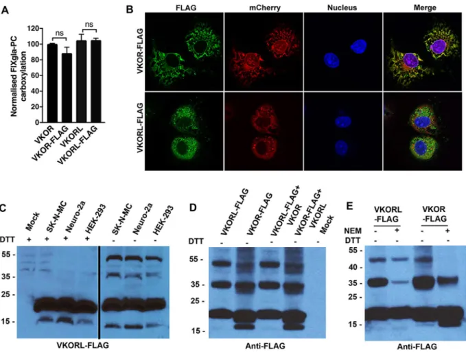 Figure 5.  Analysis of disulfide linkage in VKORL and VKOR. (A) Cell-based activity assay of the VKOR,  VKOR-FLAG, VKORL, and VKORL-FLAG