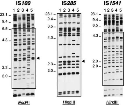 FIG. 2. Dendrogram generated from the IS100the 61with the BioNumerics software. A position tolerance of 1.8% waschosen