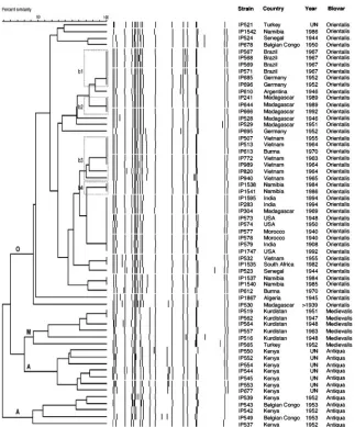 FIG. 3. Dendrogram generated from the IS285BioNumerics software. A position tolerance of 1.8% was chosen