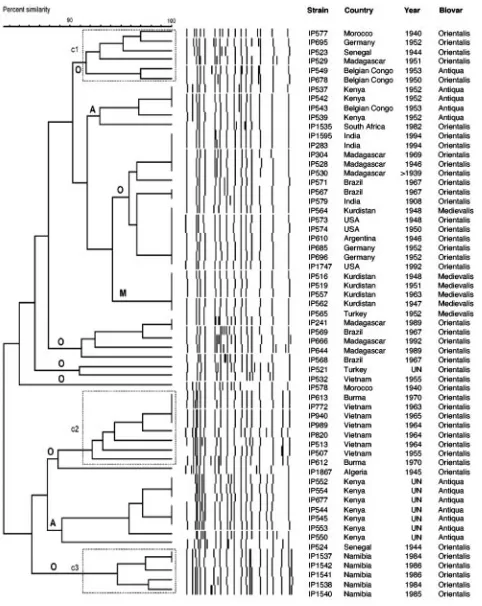FIG. 4. Dendrogram generated from the IS1541the 61with the BioNumerics software. A position tolerance of 1.8% waschosen