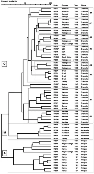 FIG. 5. 3IS-RFLP dendrogram. This dendrogram was generated after combination of the three individual RFLP patterns (IS100IS1541, IS285, and)
